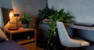 4 dicas para iluminar corretamente espaços com plantas