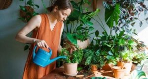 5 dicas para cuidar das plantas no outono